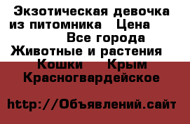 Экзотическая девочка из питомника › Цена ­ 25 000 - Все города Животные и растения » Кошки   . Крым,Красногвардейское